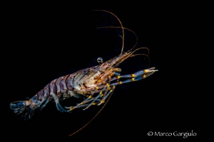 Palaemon Shrimp by Marco Gargiulo 